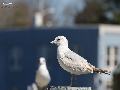 Ring-billed Gull